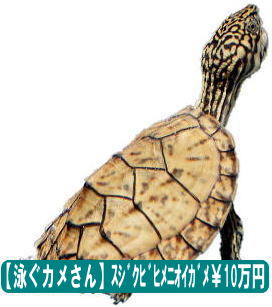 スジクビヒメニオイガメ最小級のカメ。10万円。100％当店自家繁殖カメさんです。