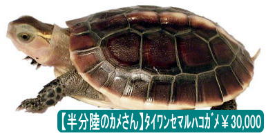 タイワンセマルハコガメ(チュウゴクセマルハコガメの台湾産)30,000円。100％当店自家繁殖カメさんです。