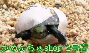Hatching of turtle