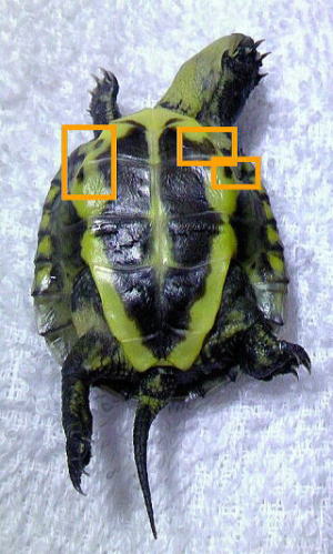四隅に四つの黒模様