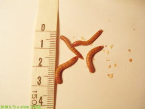 1.5cm`2cm ~[[ a