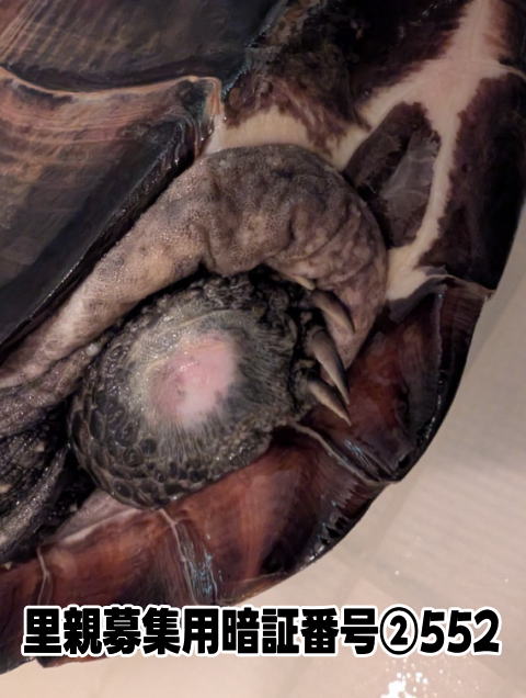 �N�T�K�� �[�j����� �ʐ^7