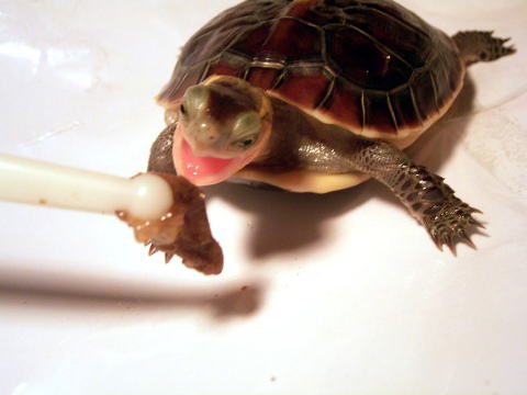 �ȒP�Ȋl����߂炦��悤�ɐ����悭(����)���I�p�Q����H�ׂĂ���܂����B�^�C�����Z�}���n�R�K���B