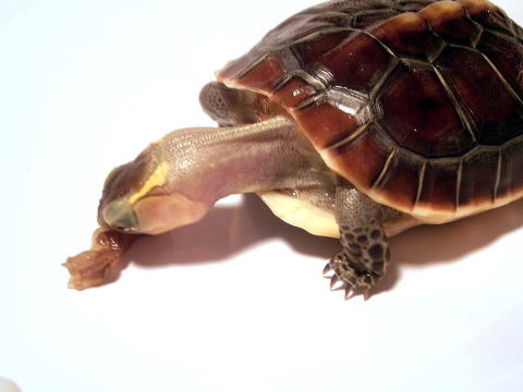 ���I�p�Q���ɋ����ÁX�ȃn�R�K��