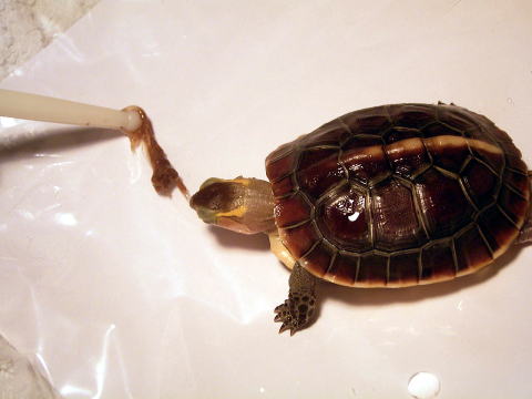 ���I�p�Q�� �T �n�R�K�����}�K���A���މa���D�ދT�ɁB