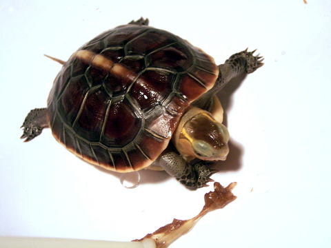 �ǂ�������n�R�K�� ���I�p�Q�����a���i